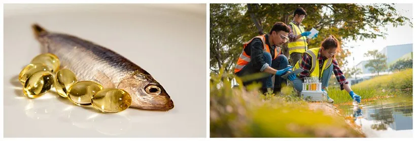 fish oil crisis fish oil crisis