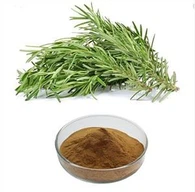 ローズマリーエキスパウダー